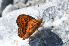 Boloria epithore