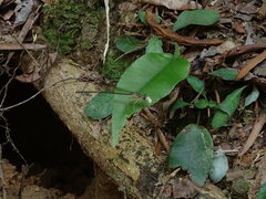 Pseudocopera ciliata