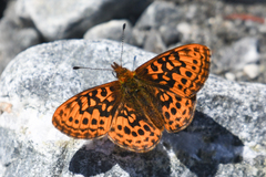 Boloria epithore