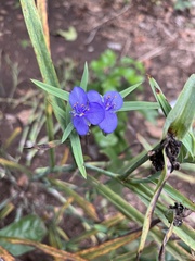 Tradescantia ohiensis