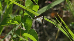 Cydalima perspectalis