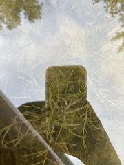 Potamogeton foliosus