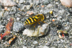 Syrphus opinator