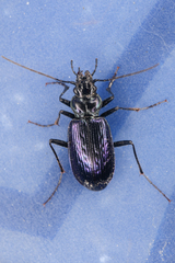Nebria piperi
