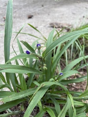 Tradescantia ohiensis