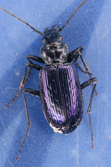 Nebria piperi