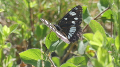 Limenitis reducta