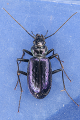 Nebria piperi