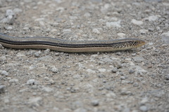 Ophisaurus attenuatus