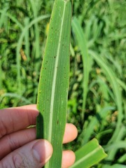 Echinochloa pyramidalis