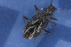 Nebria piperi