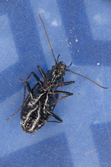 Nebria piperi
