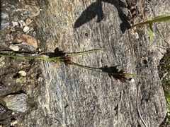 Rhynchospora capitellata