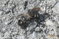 Megachilinae