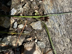 Rhynchospora capitellata