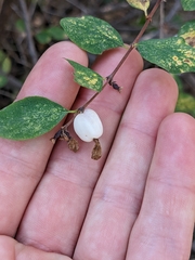 Symphoricarpos rotundifolius