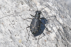 Cicindela oregona