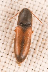 Idolus occidentalis