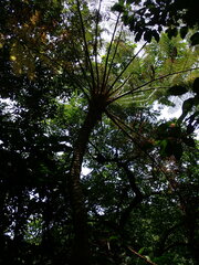 Sphaeropteris lepifera