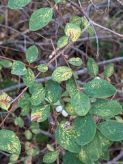 Symphoricarpos rotundifolius