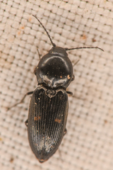 Paracardiophorus