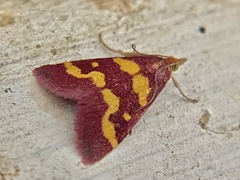 Pyrausta tyralis