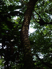 Sphaeropteris lepifera