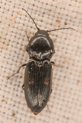 Paracardiophorus