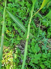 Echinochloa pyramidalis