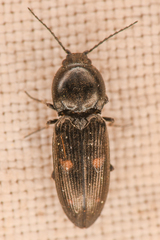 Paracardiophorus