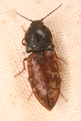 Prosternon bombycinum
