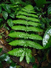 Pleocnemia irregularis