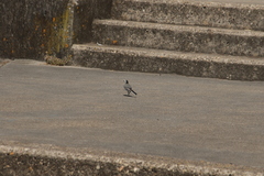 Motacilla alba alba
