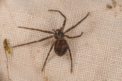 Philodromidae