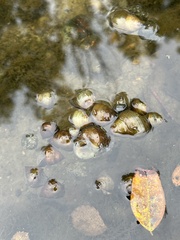 Cipangopaludina chinensis