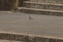 Motacilla alba alba