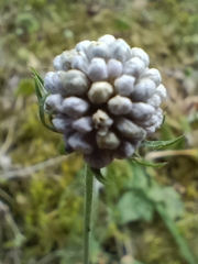 Scabiosa columbaria