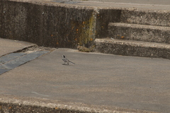 Motacilla alba alba