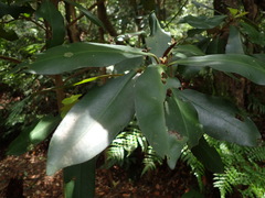 Ardisia sieboldii