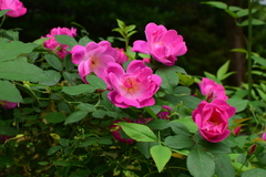 Rosa multiflora cathayensis