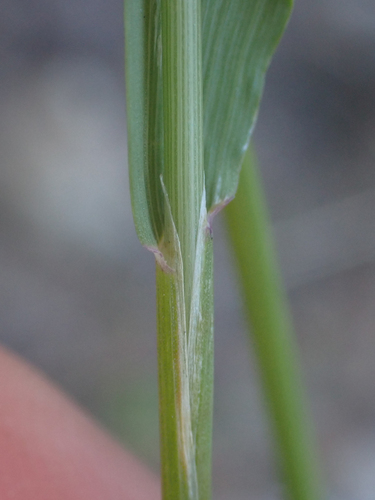 Graphephorum cernuum, photograph 3