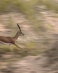 Gazella bennettii