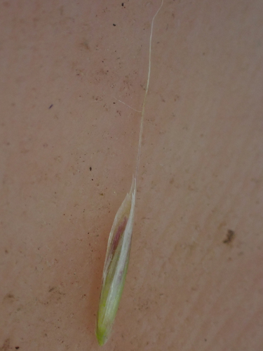 Graphephorum cernuum, photograph 4