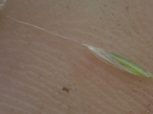 Graphephorum cernuum, photograph 5