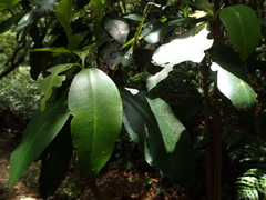 Ardisia sieboldii