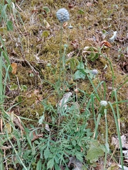 Scabiosa columbaria