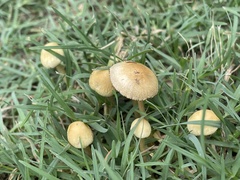 Agrocybe pediades