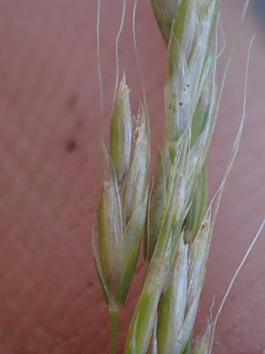 Graphephorum cernuum, photograph 6