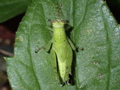 Abracris flavolineata