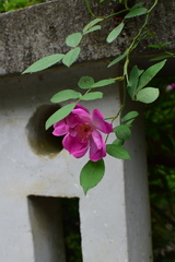 Rosa multiflora cathayensis